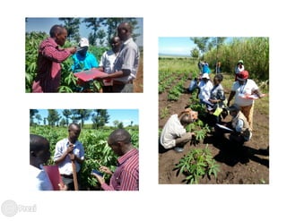 Building the best guess for cassava: an integration between areas and centers