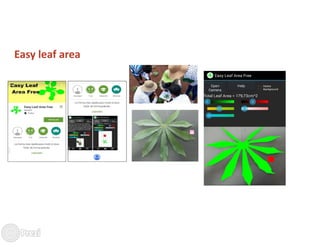 Building the best guess for cassava: an integration between areas and centers