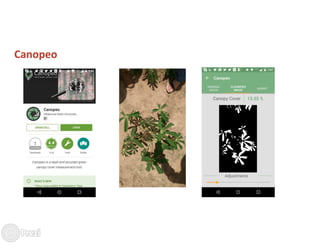 Building the best guess for cassava: an integration between areas and centers