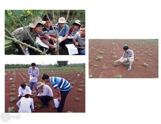 Building the best guess for cassava: an integration between areas and centers