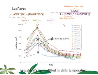 Building the best guess for cassava: an integration between areas and centers