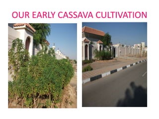 OUR EARLY CASSAVA CULTIVATION

 