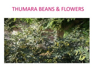 THUMARA BEANS & FLOWERS

 