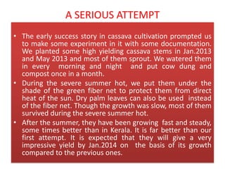 A SERIOUS ATTEMPT
• The early success story in cassava cultivation prompted us
to make some experiment in it with some documentation.
We planted some high yielding cassava stems in Jan.2013
and May 2013 and most of them sprout. We watered them
in every morning and night and put cow dung and
compost once in a month.
• During the severe summer hot, we put them under the
shade of the green fiber net to protect them from direct
heat of the sun. Dry palm leaves can also be used instead
of the fiber net. Though the growth was slow, most of them
survived during the severe summer hot.
• After the summer, they have been growing fast and steady,
some times better than in Kerala. It is far better than our
first attempt. It is expected that they will give a very
impressive yield by Jan.2014 on the basis of its growth
compared to the previous ones.

 
