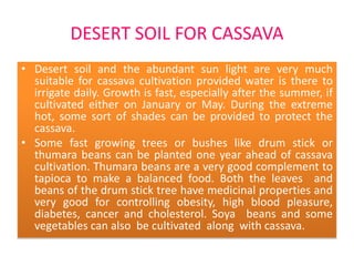 DESERT SOIL FOR CASSAVA
• Desert soil and the abundant sun light are very much
suitable for cassava cultivation provided water is there to
irrigate daily. Growth is fast, especially after the summer, if
cultivated either on January or May. During the extreme
hot, some sort of shades can be provided to protect the
cassava.
• Some fast growing trees or bushes like drum stick or
thumara beans can be planted one year ahead of cassava
cultivation. Thumara beans are a very good complement to
tapioca to make a balanced food. Both the leaves and
beans of the drum stick tree have medicinal properties and
very good for controlling obesity, high blood pleasure,
diabetes, cancer and cholesterol. Soya beans and some
vegetables can also be cultivated along with cassava.

 