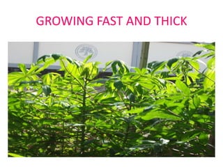 GROWING FAST AND THICK

 