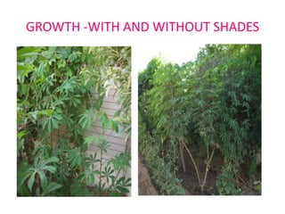 GROWTH -WITH AND WITHOUT SHADES

 