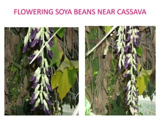 FLOWERING SOYA BEANS NEAR CASSAVA

 
