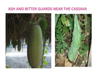 ASH AND BITTER GUARDS NEAR THE CASSAVA

 