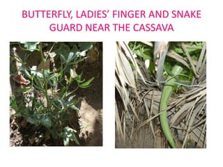 BUTTERFLY, LADIES’ FINGER AND SNAKE
GUARD NEAR THE CASSAVA

 
