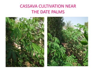 CASSAVA CULTIVATION NEAR
THE DATE PALMS

 