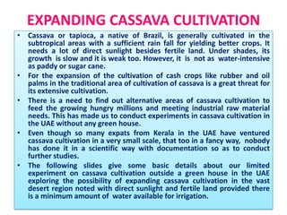 EXPANDING CASSAVA CULTIVATION
• Cassava or tapioca, a native of Brazil, is generally cultivated in the
subtropical areas with a sufficient rain fall for yielding better crops. It
needs a lot of direct sunlight besides fertile land. Under shades, its
growth is slow and it is weak too. However, it is not as water-intensive
as paddy or sugar cane.
• For the expansion of the cultivation of cash crops like rubber and oil
palms in the traditional area of cultivation of cassava is a great threat for
its extensive cultivation.
• There is a need to find out alternative areas of cassava cultivation to
feed the growing hungry millions and meeting industrial raw material
needs. This has made us to conduct experiments in cassava cultivation in
the UAE without any green house.
• Even though so many expats from Kerala in the UAE have ventured
cassava cultivation in a very small scale, that too in a fancy way, nobody
has done it in a scientific way with documentation so as to conduct
further studies.
• The following slides give some basic details about our limited
experiment on cassava cultivation outside a green house in the UAE
exploring the possibility of expanding cassava cultivation in the vast
desert region noted with direct sunlight and fertile land provided there
is a minimum amount of water available for irrigation.

 