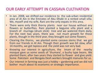 OUR EARLY ATTEMPT IN CASSAVA CULTIVATION
• In Jan. 2008, we shifted our residence to the sub-urban residential
area of Al Ain in the Emirates of Abu Dhabi in a rented small villa.
We, myself and my wife, Rani are the only expats in this area.
• There were only thick thorny plants near our house without any
flowers or butterflies. Rani planted a beguine villa plant and a
branch of muringa (drum stick) tree and we watered them daily.
For the next two years, there was not much growth for those
plants, though in the third year, they brought out some flowers.
• Clearing the thorns, we planted some cassava stems that we got
from our friends in Al Ain. Though their growth was bit slow, after
14 months, we got tapioca and the yield was not very bad.
• Knowing our interest in agriculture, the Imam of the nearby
mosque gave us some seeds of ‘thumara’, a bushy type beans. We
planted them; after two years they started to flower and give yield.
Some Pakistani and Bengala Desh workers brought manures for us.
• Our interest in farming was just a hobby – gardening and we did not
bother much about its economic or strategic importance.

 