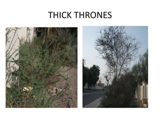 THICK THRONES

 