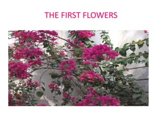 THE FIRST FLOWERS

 