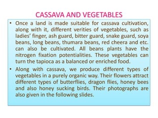 CASSAVA AND VEGETABLES
• Once a land is made suitable for cassava cultivation,
along with it, different verities of vegetables, such as
ladies’ finger, ash guard, bitter guard, snake guard, soya
beans, long beans, thumara beans, red cheera and etc.
can also be cultivated. All beans plants have the
nitrogen fixation potentialities. These vegetables can
turn the tapioca as a balanced or enriched food.
• Along with cassava, we produce different types of
vegetables in a purely organic way. Their flowers attract
different types of butterflies, dragon flies, honey bees
and also honey sucking birds. Their photographs are
also given in the following slides.

 