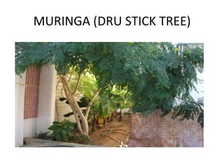 MURINGA (DRU STICK TREE)

 