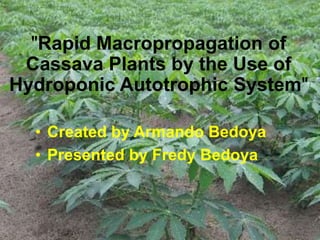 "Rapid Macropropagation of
Cassava Plants by the Use of
Hydroponic Autotrophic System"
• Created by Armando Bedoya
• Presented by Fredy Bedoya
 