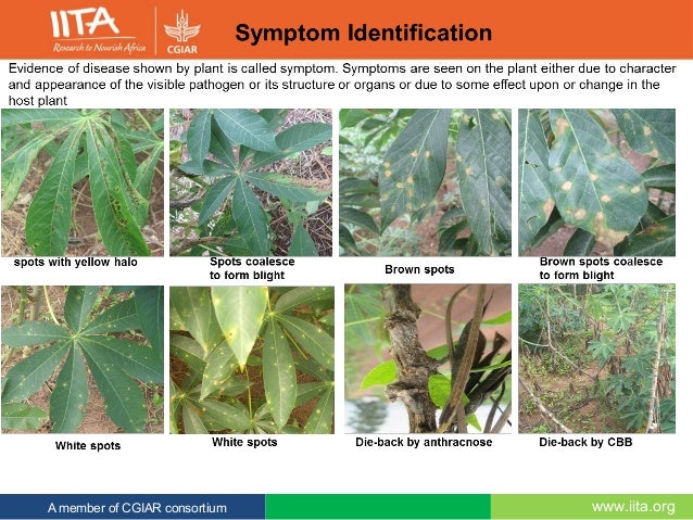 PLANT DISEASE ASSESSMENT EBOOK PLANT DISEASE ASSESSMENT EBOOK