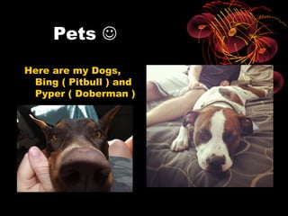 Pets 
Here are my Dogs,
 Bing ( Pitbull ) and
 Pyper ( Doberman )
 