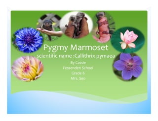 Pygmy Marmoset
scientific name :Callithrix pymaea
               By Cassie
           Fessenden School 
                Grade 6
               Mrs. Seo 
 