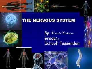 THE NERVOUS SYSTEM By  : Cassie Turkstra Grade: 5 School: Fessenden 
