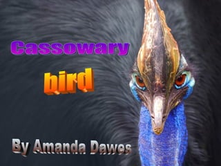 Cassowary bird By Amanda Dawes 