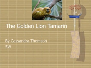 The Golden Lion Tamarin By Cassandra Thomson 5W 