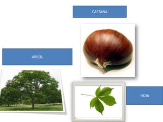 ARBOL
HOJA
CASTAÑA