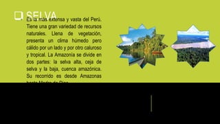  SELVA Es la más extensa y vasta del Perú.
Tiene una gran variedad de recursos
naturales. Llena de vegetación,
presenta un clima húmedo pero
cálido por un lado y por otro caluroso
y tropical. La Amazonía se divide en
dos partes: la selva alta, ceja de
selva y la baja, cuenca amazónica.
Su recorrido es desde Amazonas
hasta Madre de Dios.
 