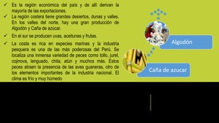  Es la región económica del país y de allí derivan la
mayoría de las exportaciones.
 La región costera tiene grandes desiertos, dunas y valles.
En los valles del norte, hay una gran producción de
Algodón y Caña de azúcar.
 En el sur se producen uvas, aceitunas y frutas.
 La costa es rica en especies marinas y la industria
pesquera es una de las más poderosas del Perú. Se
localiza una inmensa variedad de peces como tollo, jurel,
cojinova, lenguado, chita, atún y muchos más. Estos
peces atraen la presencia de las aves guaneras, otro de
los elementos importantes de la industria nacional. El
clima es frío y muy húmedo
Caña de azucar
Algodón
 