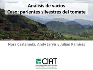 Análisis de vacíos
Caso: parientes silvestres del tomate
Nora Castañeda, Andy Jarvis y Julián Ramírez
Foto: Neil Palmer, CIAT
 