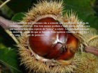 As castanhas que comemos são a semente que está dentro do fruto do castanheiro, o ouriço. Elas tem menos gordura e mais amido do que a noz que também tem uma espécie de “casca” a cobrir. As castanhas tem mais do dobro de amido do que as batatas. Tem também vitamina C, B1, B2 e PP e uma boa fonte de potássio 
