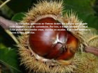 As castanhas aparecem no Outono dentro dos ouriços que quando estão maduros caem do castanheiro. Por isso, o tempo húmido é o ideal. Estas podem ser comidas cruas, cozidas ou assadas. E às vezes também se fazem licores com elas. 