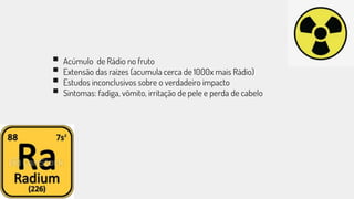  Acúmulo de Rádio no fruto
 Extensão das raízes (acumula cerca de 1000x mais Rádio)
 Estudos inconclusivos sobre o verdadeiro impacto
 Sintomas: fadiga, vômito, irritação de pele e perda de cabelo
 