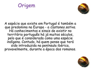 Origem A espécie que existe em Portugal é também a que predomina na Europa - a  Castanea sativa . Há conhecimentos e sinais de existir no território português há já muitos séculos, pelo que é considerada como uma espécie indígena. Contudo, há quem pense que terá sido introduzida na península ibérica, provavelmente, durante a época dos romanos . 