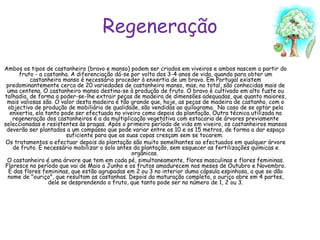 Regeneração Ambos os tipos de castanheiro (bravo e manso) podem ser criados em viveiros e ambos nascem a partir do fruto - a castanha. A diferenciação dá-se por volta dos 3-4 anos de vida, quando para obter um castanheiro manso é necessário proceder à enxertia de um bravo. Em Portugal existem predominantemente cerca de 20 variedades de castanheiro manso, mas, no total, são conhecidas mais de uma centena. O castanheiro manso destina-se à produção de fruto. O bravo è cultivado em alto fuste ou talhadia, de forma a poder-se-lhe extrair peças de madeira de dimensões adequadas, que quanto maiores, mais valiosas são. O valor desta madeira é tão grande que, hoje, as peças de madeira de castanho, com o objectivo de produção de mobiliário de qualidade, são vendidas ao quilograma.  No caso de se optar pela enxertia, ela tanto pode ser efectuada no viveiro como depois da plantação. Outra técnica utilizada na regeneração dos castanheiros é a da multiplicação vegetativa com estacaria de árvores previamente seleccionadas e resistentes às pragas. Após o primeiro período de vida em viveiro, os castanheiros mansos deverão ser plantados a um compasso que pode variar entre os 10 e os 15 metros, de forma a dar espaço suficiente para que as suas copas cresçam sem se tocarem.  Os tratamentos a efectuar depois da plantação são muito semelhantes ao efectuados em qualquer árvore de fruto. É necessário mobilizar o solo antes da plantação, sem esquecer as fertilizações químicas e orgânicas.  O castanheiro é uma árvore que tem em cada pé, simultaneamente, flores masculinas e flores femininas. Floresce no período que vai de Maio a Junho e os frutos amadurecem nos meses de Outubro e Novembro. É das flores femininas, que estão agrupadas em 2 ou 3 no interior duma cápsula espinhosa, a que se dão nome de "ouriço", que resultam as castanhas. Depois da maturação completa, o ouriço abre em 4 partes, dele se desprendendo o fruto, que tanto pode ser no número de 1, 2 ou 3. 