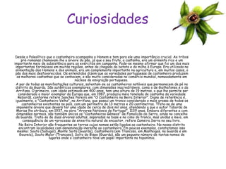 Curiosidades Desde o Paleolítico que o castanheiro acompanha o Homem e tem para ele uma importância crucial. As tribos pré-romanas chamavam-lhe a árvore do pão, já que o seu fruto, a castanha, era um alimento rico e um importante meio de subsistência para os exércitos em campanha. Pode-se mesmo afirmar que foi um dos mais importantes farináceos em muitas regiões, antes da chegada da batata e do milho à Europa. Era utilizada na alimentação dos Homens e dos animais, era um complemento importante na agricultura e, em muitos casos, o pão dos mais desfavorecidos. Os entendidos dizem que as variedades portuguesas de castanheiro produzem as melhores castanhas que se conhecem, e são muito consideradas no comércio mundial, nomeadamente em núcleos da emigração portuguesa.  A par de todas as manifestações culturais, salientam-se os castanheiros notáveis que permanecem de pé no distrito da Guarda. São autênticos exemplares, com dimensões inacreditáveis, como o de Guilhafonso e o da Arrifana. O primeiro, com idade estimada em 400 anos, tem uma altura de 19 metros, o que lhe permite ser considerado o maior exemplar da Europa que, em 1987, produziu meia tonelada de castanha da variedade Rebordã, conforme refere Sanches Pereira em "O Castanheiro na Beira Interior". Digno de referência é, igualmente, o "Castanheiro Velho", na Arrifana, que possui um tronco considerado o mais grosso de todos os castanheiros existentes no país, com um perímetro de 13 metros e 20 centímetros. Trata-se de uma imponente árvore que deverá ter uma idade de cerca de dois mil anos, atendendo a que o autor Taborda de Morias lhe atribuiu, em 1937, na obra "Árvores Notáveis de Portugal", 1139 anos. Embora diferentes e com dimensões normais, são também únicos os "Castanheiros Gémeos" de Famalicão da Serra, ainda no concelho da Guarda. Trata-se de duas árvores adultas, separadas na base e no cimo do tronco, mas unidas a meio, em consequência de um «processo de enxertia natural de encosto», refere Cameira Serra no seu livro.  Na Beira Interior são frequentes as terras cujos nomes estão ligados ao castanheiro. No nosso distrito encontram localidades com denominação inerente ao castanheiro. Em poucos exemplos, constatamos isso mesmo: Souto (Sabugal), Monte Soito (Guarda), Castanheira (em Trancoso, em Manteigas, na Guarda e em Gouveia), Souto Maior (Trancoso), Soito do Bispo (Guarda), são um pequeno número de tantos nomes de lugares onde o castanheiro teve um papel importante na toponímia. 