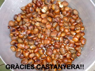 GRÀCIES CASTANYERA!!
 