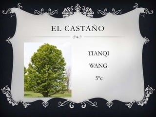 EL CASTAÑO
TIANQI
WANG
5ºc

 