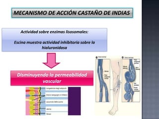 MECANISMO DE ACCIÓN CASTAÑO DE INDIAS
Actividad sobre enzimas lisosomales:
Escina muestra actividad inhibitoria sobre la
hialuronidasa

Disminuyendo la permeabilidad
vascular

 