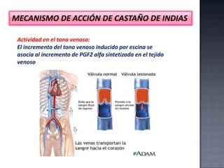 MECANISMO DE ACCIÓN DE CASTAÑO DE INDIAS
Actividad en el tono venoso:
El incremento del tono venoso inducido por escina se
asocia al incremento de PGF2 alfa sintetizada en el tejido
venoso

 