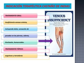 INDICACIÓN TERAPÉUTICA CASTAÑO DE INDIAS
TRATAMIENTO ORAL:

insuficiencia venosa crónica,

incluyendo dolor, sensación de

pesadez en las piernas, edema,

hinchazón, hemorroides.

TRATAMIENTO TÓPICO:

esguinces y torceduras

 