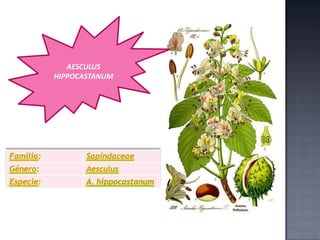 AESCULUS
HIPPOCASTANUM

Familia:

Sapindaceae

Género:

Aesculus

Especie:

A. hippocastanum

 