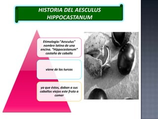 HISTORIA DEL AESCULUS
HIPPOCASTANUM

Etimología:"Aesculus"
nombre latino de una
encina. “Hippocastanum”
castaña de caballo

viene de los turcos

ya que éstos, daban a sus
caballos viejos este fruto a
comer

 