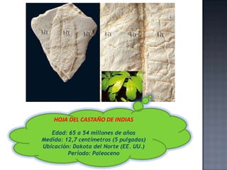 HOJA DEL CASTAÑO DE INDIAS
Edad: 65 a 54 millones de años
Medida: 12,7 centímetros (5 pulgadas)
Ubicación: Dakota del Norte (EE. UU.)
Período: Paleoceno

 
