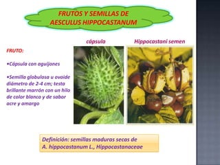 FRUTOS Y SEMILLAS DE
AESCULUS HIPPOCASTANUM
cápsula

Hippocastani semen

FRUTO:

•Cápsula con aguijones
•Semilla globulosa u ovoide
diámetro de 2-4 cm; testa
brillante marrón con un hilo
de color blanco y de sabor
acre y amargo

Definición: semillas maduras secas de
A. hippocastanum L., Hippocastanaceae

 