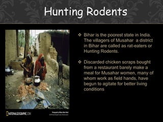 Hunting Rodents
 Bihar is the poorest state in India.
The villagers of Musahar a district
in Bihar are called as rat-eaters or
Hunting Rodents.
 Discarded chicken scraps bought
from a restaurant barely make a
meal for Musahar women, many of
whom work as field hands, have
begun to agitate for better living
conditions
 