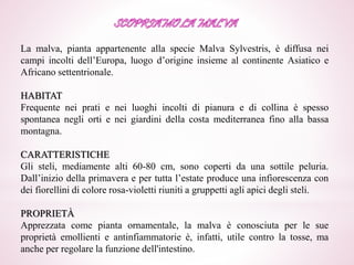La malva, pianta appartenente alla specie Malva Sylvestris, è diffusa nei
campi incolti dell’Europa, luogo d’origine insieme al continente Asiatico e
Africano settentrionale.
HABITAT
Frequente nei prati e nei luoghi incolti di pianura e di collina è spesso
spontanea negli orti e nei giardini della costa mediterranea fino alla bassa
montagna.
CARATTERISTICHE
Gli steli, mediamente alti 60-80 cm, sono coperti da una sottile peluria.
Dall’inizio della primavera e per tutta l’estate produce una infiorescenza con
dei fiorellini di colore rosa-violetti riuniti a gruppetti agli apici degli steli.
PROPRIETÀ
Apprezzata come pianta ornamentale, la malva è conosciuta per le sue
proprietà emollienti e antinfiammatorie è, infatti, utile contro la tosse, ma
anche per regolare la funzione dell'intestino.
 
