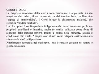 CENNI STORICI
Le proprietà emollienti della malva sono conosciute e apprezzate sin dai
tempi antichi, infatti, il suo nome deriva dal termine latino mollire cioè
“capace di ammorbidire”. I Greci invece la chiamavano malachè, che
significa “rendere morbido”.
Uno fra i primi filosofi a parlarne fu Ippocrate che la raccomandava per le sue
proprietà emollienti e lassative, anche se veniva utilizzata come fonte di
alimento dalle persone povere. Infatti, è ottima nelle minestre, lessata o
condita con olio e sale. Altri pensatori illustri come Pitagora la ritenevano atta
stimolare la virtù ed il pensiero.
Ampiamente adoperata nel medioevo, l’uso è rimasto costante nel tempo e
giunto sino a noi.
 
